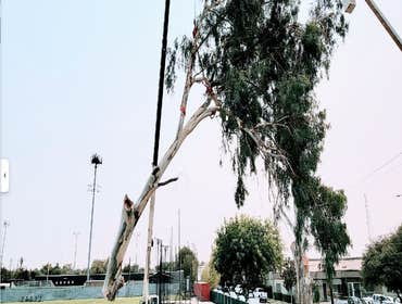 Photos by Cut Rite Tree Service Fresno #1