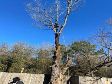Photos by Contreras Tree Services #11