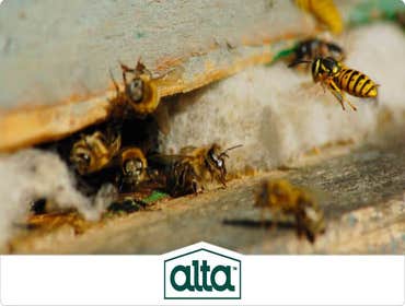Photos by Alta Pest Control #1