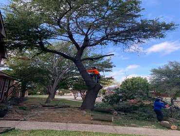 Photos by K-perez Tree Services #1