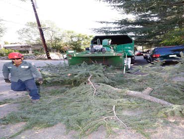 Photos by California Green Tree Care #1