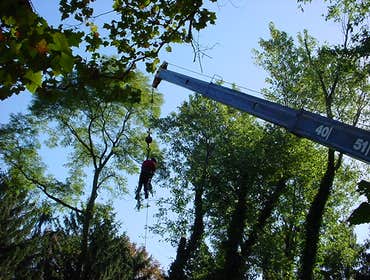 Large Tree Work