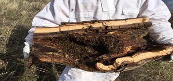 Bee Hive Re Located