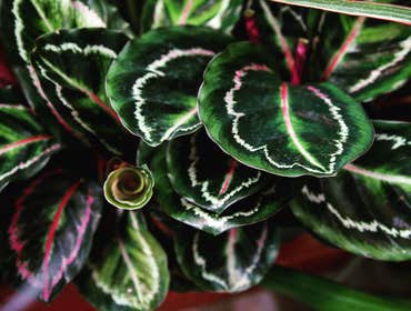 Photos by Bath Garden Center #1