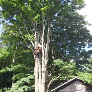 Photo(s) from Freeman The Treeman