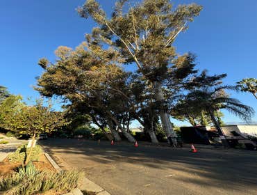 Photos by California Green Tree Care #1