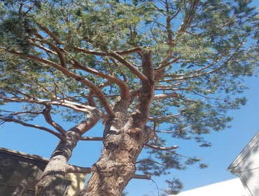 Photos by Moreno Tree Service #1