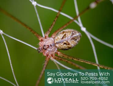 Termite-Pest Control Termite-Pest Control Service