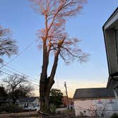 Photos by Dominguez Tree Service #3