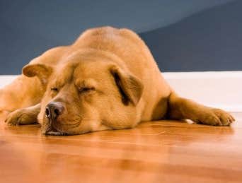 Photo(s) from Orchrards Flooring