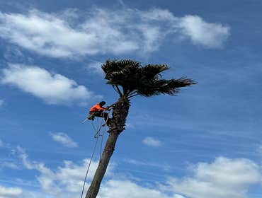 Photos by Contreras Tree Services #38