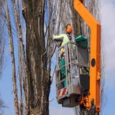 Lodi Tree Service
