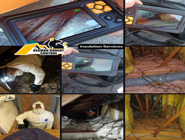 Say goodbye to rodents this Christmas! ???