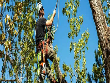Photos by Rodriguez Tree Service #1