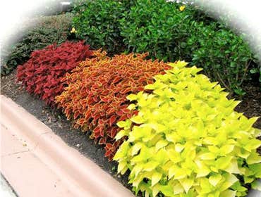 Seasonal Color