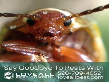 Termite-Pest Control Termite-Pest Control Service