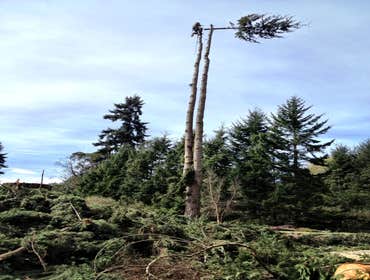 Photo(s) from Justin L Foss Tree Service