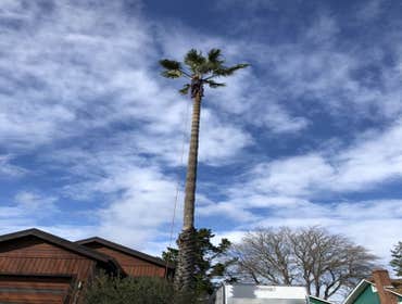 Photos by Encinal Tree Service Inc #11