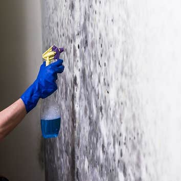 Lake City Mold Removal Experts