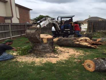 Photos from South Texas Tree of Life Tree S.Tx Tree of Life Tree Service