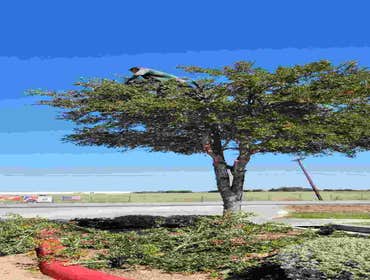 Photos by Tree Service Santos #2