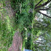 Landscaping A Client wanted her backyard cleared from Weeds & Bushes