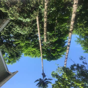 Tree Climbing