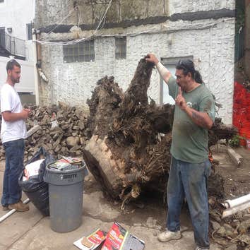 Bronx Tree Pro - Tree Removal, Cutting & Trimming Service