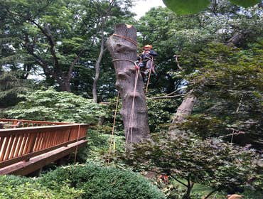 Photo(s) from Bonilla Tree Service Inc
