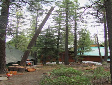 Tree Removals Technical tree removals over houses.
