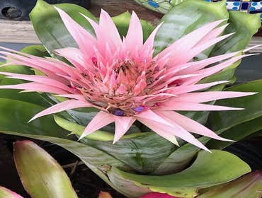 Photos by B&c Fruit Trees & Landscape LLC #1