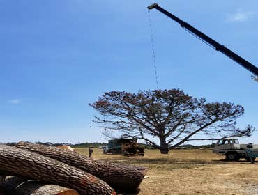 Photos by Rodriguez Tree Service #1