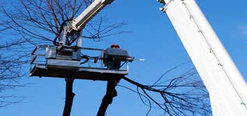 Tree Removal Services