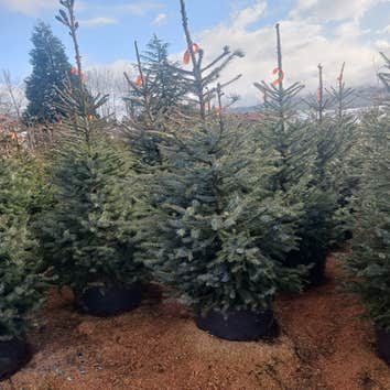 Evergreens Nursery Trees LLC
