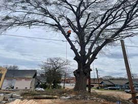 Photos by Dominguez Tree Service #2