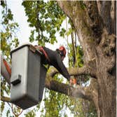Photos by Ithaca Tree Service #1