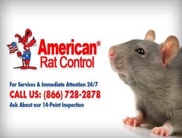 Photos by American Rat Control Inc #1