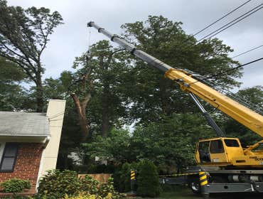 Photo(s) from Bonilla Tree Service Inc