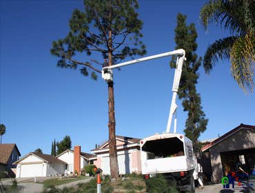 Photos by Estates Tree Service #1