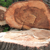 Sid Professional Tree Service LLC