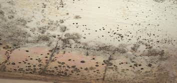 Photos by Frampton Place Mold Removal Experts #1