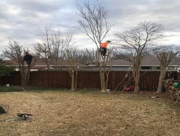 Photos by K-perez Tree Services #1