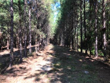 Brush cutting and clearing