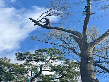 Photos by Contreras Tree Services #10