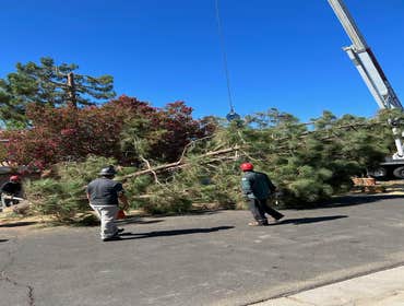 Photos by California Green Tree Care #1