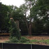 Butler Tree Service