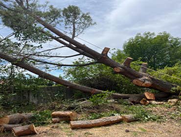 Photos by Camilo Tree Service #8