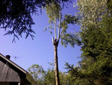 Tree Work Tree Trimming and Removal