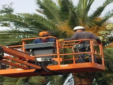 Tree removals