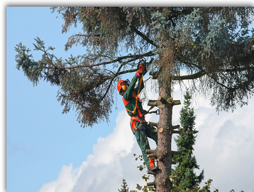 Photos by Aaron's Tree & Landscaping Services #1